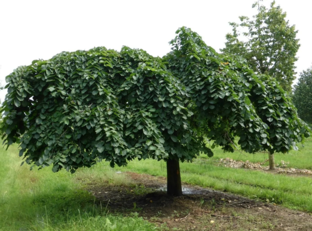Вяз шершавый Кампердоуни (Ulmus glabra Camperdownii)