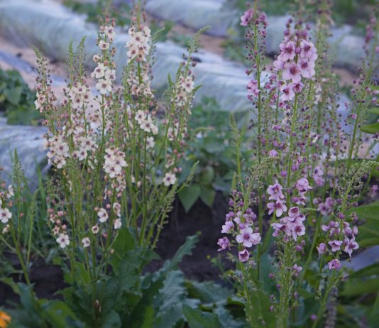 Вербаскум «Саузерн Шарм» — описание, выращивание, уход