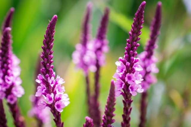 Вербeна (Verbena) Вербeна (Verbena)