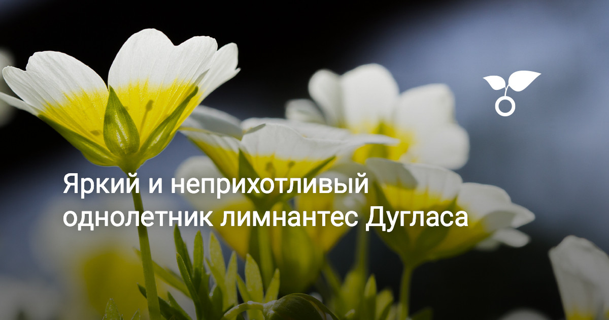 Яркий и неприхотливый однолетник лимнантес Дугласа — Ботаничка