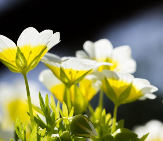 Яркий и неприхотливый однолетник лимнантес Дугласа