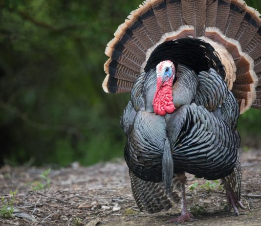 Завести индейку или цесарку? Плюсы и минусы этих птиц - Животные Завести индейку или цесарку? Плюсы и минусы этих птиц