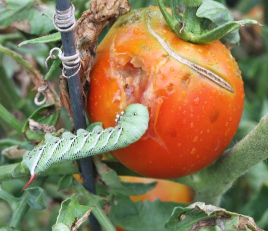 Знакомимся с пятнистым бражником