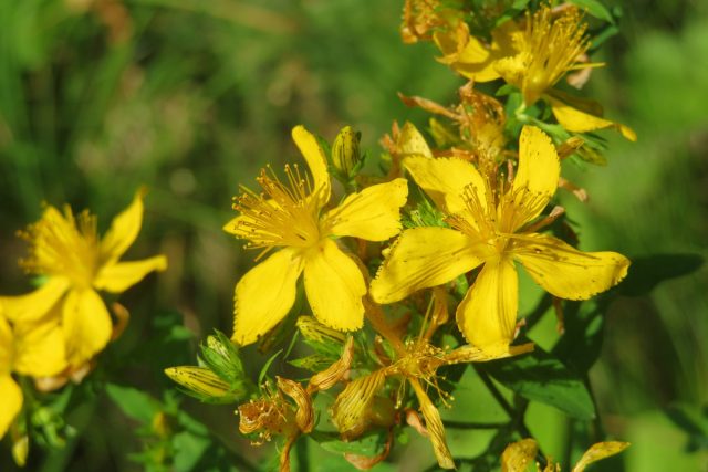 Зверобой продырявленный (Hypericum)