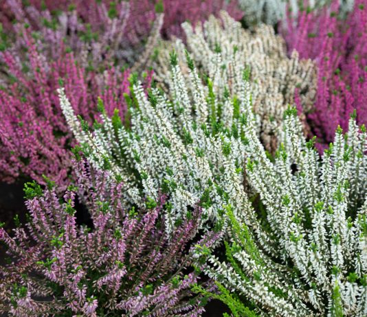 10 самых красивых сортов вереска