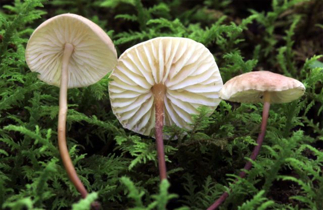 Так же хорошо сохраняется аромат у сушёных чесночников (Mycetinis scorodonius)