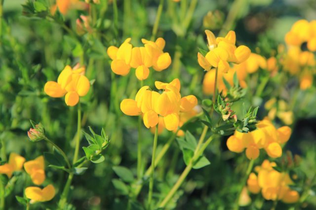 Основная пища гусениц пестрянки — лядвенец рогатый (Lotus corniculatus). Когда гусеницы питаются его листьями, они могут метаболизировать токсины, содержащиеся в растении, для собственного пользования без какого-либо вреда для себя