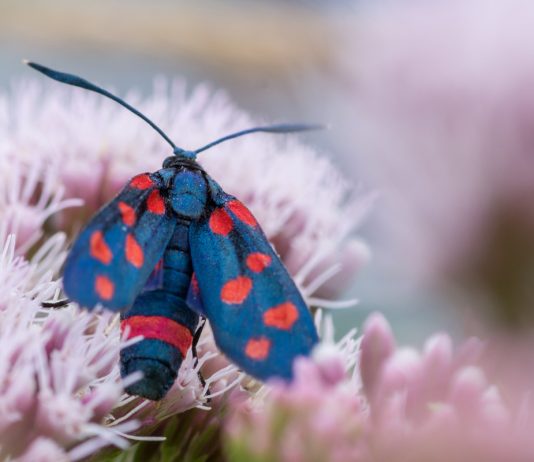 Дневной мотылек — всё о пестрянке изменчивой - Животные Дневной мотылек — всё о пестрянке изменчивой