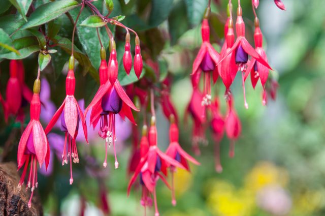 Привнесут нотку очарования в сад представители рода Фуксия (Fuchsia) благодаря слоям нежных лепестков и тычинкам, похожим на кисточки