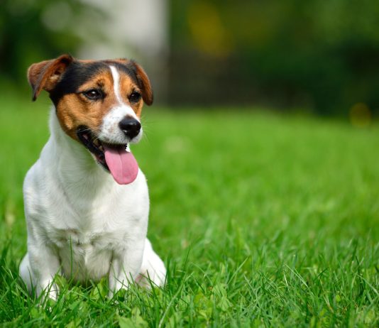 Гипоаллергенные породы собак — разнообразие вариантов