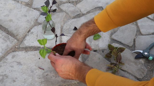 С огорода домой можно забрать и одну популярную пряность – базилик. Только его мы будем не пересаживать целиком, а заготовим черенки для укоренения в горшках на подоконниках, ведь это однолетник С огорода домой можно забрать и одну популярную пряность – базилик. Только его мы будем не пересаживать целиком, а заготовим черенки для укоренения в горшках на подоконниках, ведь это однолетник