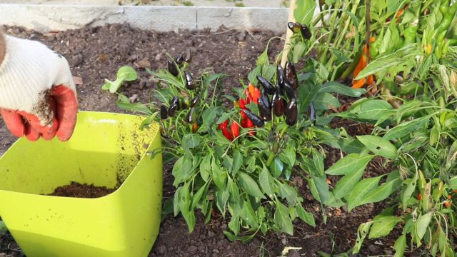 Мало кто знает, что кустовые перцы способны отлично себя чувствовать и в домашних условиях. Для перцев понадобится объёмный горшок не менее 2-3-х, а ещё лучше 5-ти литров Мало кто знает, что кустовые перцы способны отлично себя чувствовать и в домашних условиях. Для перцев понадобится объёмный горшок не менее 2-3-х, а ещё лучше 5-ти литров