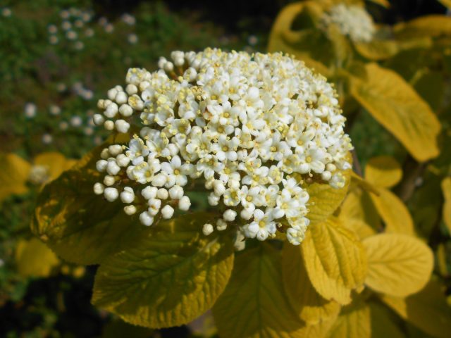 Калина гордовина «Ауреум» (Viburnum Lantana 'Aureum')