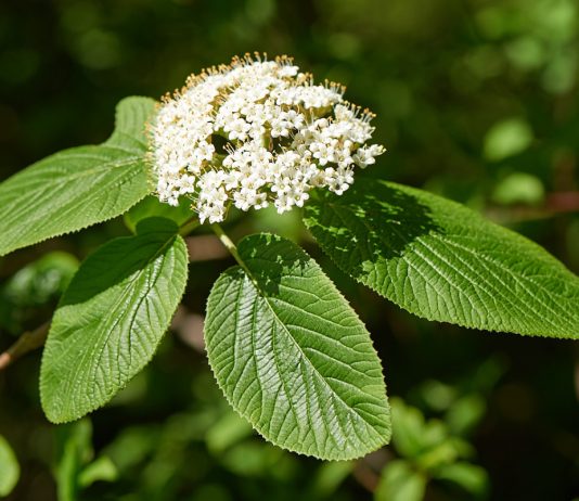 Декоративные калины: 10 самых интересных сортов - Цветник и ландшафт Декоративные калины: 10 самых интересных сортов