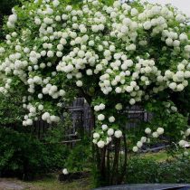 Калина обыкновенная «Бульденеж» (Viburnum opulus 'Boule de Neige')
