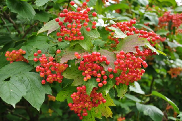Калина обыкновенная, или Калина красная (Viburnum opulus)