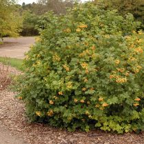 Калина обыкновенная «Ксантокарпум» (Viburnum opulus 'Xanthocarpum')