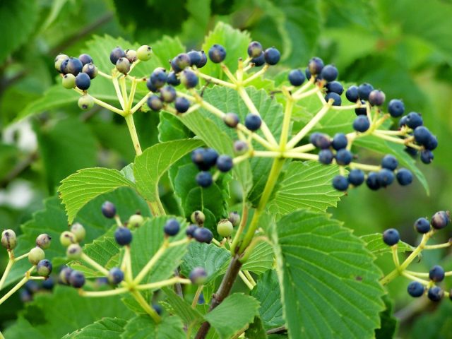 Калина зубчатая «Блю Маффин» (Viburnum dentatum 'Blue Muffin')