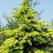 Кипарисовик нутканский «Ауреа» (Chamaecyparis nootkatensis 'Aurea'). Внешне сходен с природным видом, но дерево более низкорослое и медленно растущее Кипарисовик нутканский «Ауреа» (Chamaecyparis nootkatensis 'Aurea'). Внешне сходен с природным видом, но дерево более низкорослое и медленно растущее