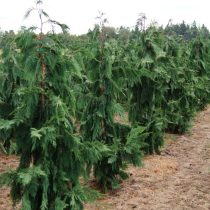 Кипарисовик нутканский «Глаука» (Chamaecyparis nootkatensis 'Glauca') имеет более выраженный голубоватый оттенок Кипарисовик нутканский «Глаука» (Chamaecyparis nootkatensis 'Glauca') имеет более выраженный голубоватый оттенок