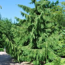 Кипарисовик нутканский «Пендула» (Chamaecyparis nootkatensis 'Pendula'). Сильно плакучая форма с вертикально свисающими веточками Кипарисовик нутканский «Пендула» (Chamaecyparis nootkatensis 'Pendula'). Сильно плакучая форма с вертикально свисающими веточками