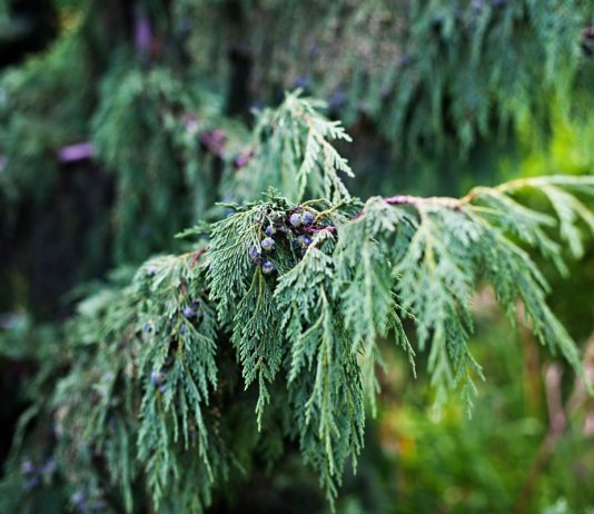 Кипарисовик нутканский в средней полосе: сорта и особенности выращивания