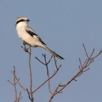 Клинохвостый сорокопут (Lanius sphenocercus)