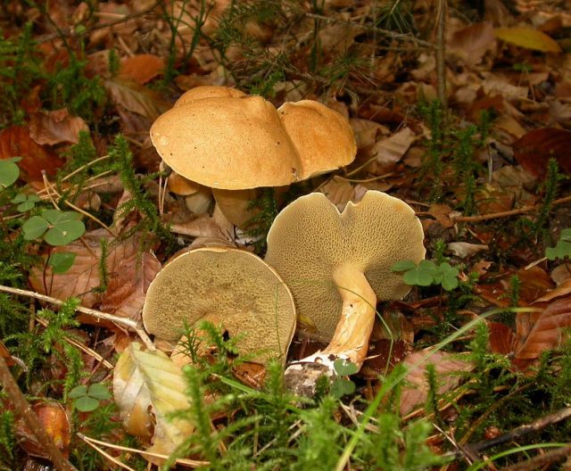 Козляк (Suillus bovinus) прорастает в сосновых и еловых лесах, на сфагновых болотах и около дорог в июле – сентябре, образуя микоризу с сосной и предпочитая кислые и питательные почвы