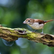 Тигровый сорокопут (Lanius tigrinus)