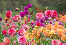10 популярных не зимостойких луковичных