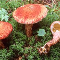 Масленок раскрашенный (Suillus spraguei)