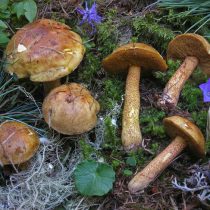 Масленок кедровый плачущий (Suillus plorans)