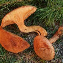 Масленок рыже-красный (Suillus tridentinus)