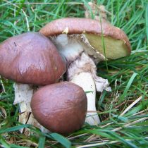 Маслёнок настоящий (Suillus luteus)