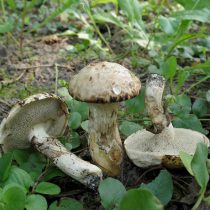 Маслёнок серый (Suillus viscidus)