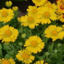 Гайлардия «Меса Йеллоу» (Gaillardia hybrida 'Mesa Yellow') Гайлардия «Меса Йеллоу» (Gaillardia hybrida 'Mesa Yellow')
