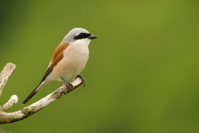Обыкновенный жулан (Lanius collurio) – самый распространённый вид сорокопутов в европейской России, встречается от зоны тундры и на юг, обитает также в Западной Сибири