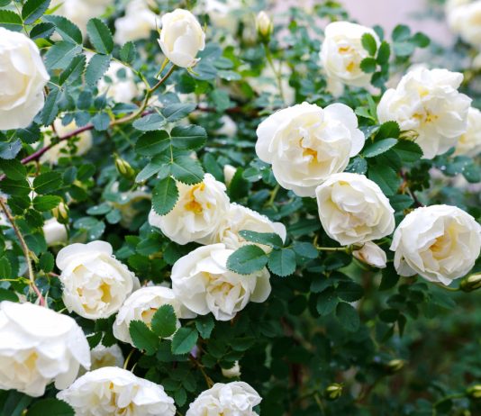 Осенние дела садовода — правила и нюансы деления роз