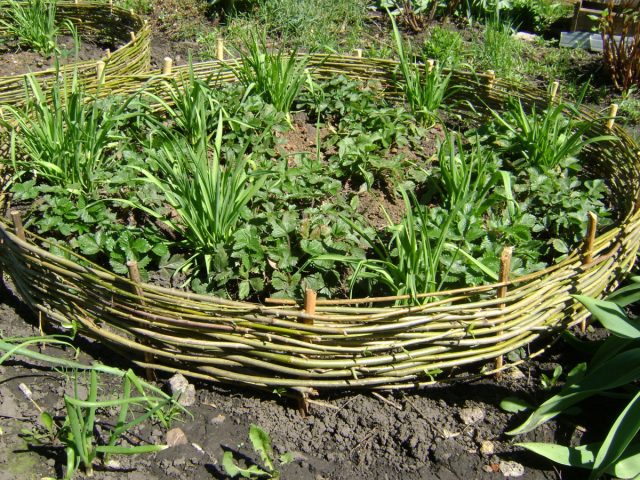 Сложно устоять от восхищения аккуратным плетеным бордюром. Все, что требуется из ухода – обрезка или замена прутьев по необходимости.