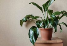 Почему не цветут комнатные растения?