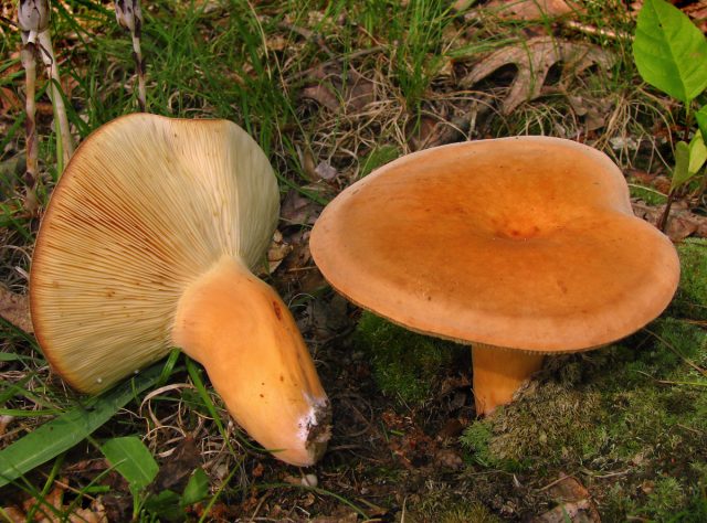 Подмолочник, или груздь красно- коричневый (Lactarius volemus). Замечательный гриб, съедобный и вкусный, в сыром виде благоухающий морепродуктами