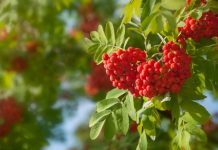 Полезный осенний дар — ягоды рябины