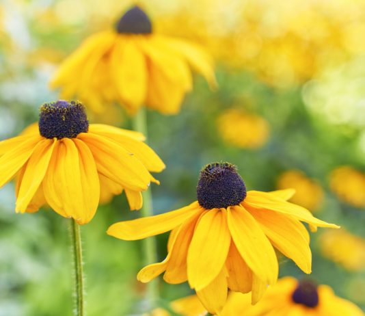 Прогоняем тоску: эффектные многолетники в осеннем саду