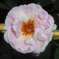 Сорт розы колючейшей «Фрюлингсдуфт» (Rosa spinosissima 'Fruhlingsduft')