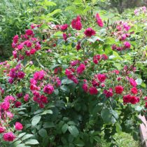 Сортосерия розы морщинистой «Гроотендорст» (Rosa Rugosa 'Grootendorst')