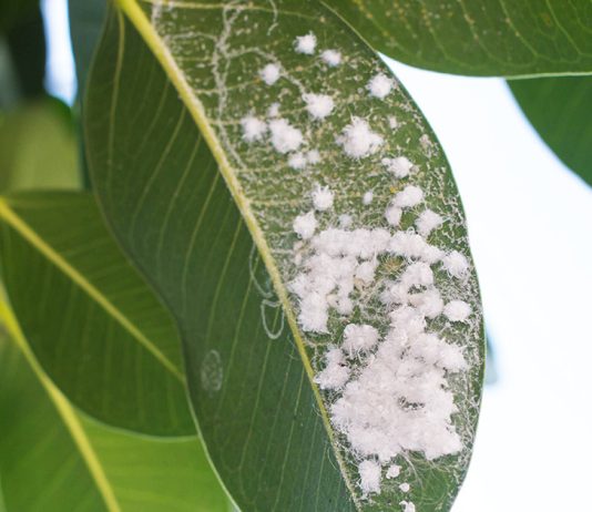 Вредители комнатных растений и способы борьбы с ними