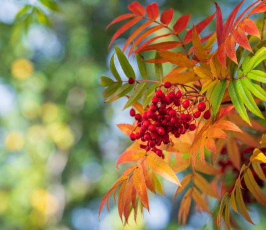 10 растений для придания красок осеннему саду - Цветник и ландшафт 10 растений для придания красок осеннему саду