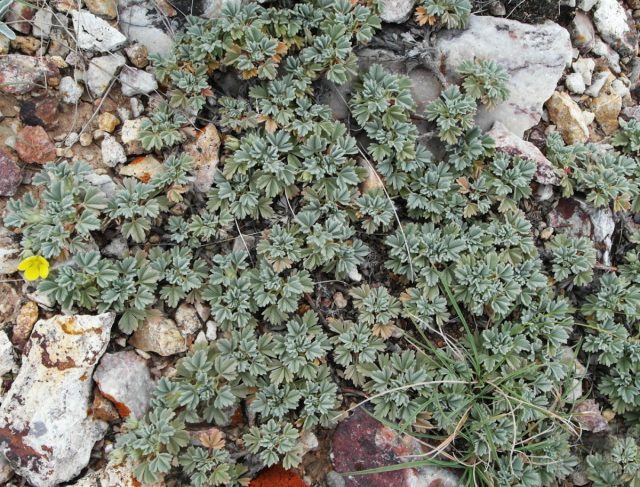 Лапчатка бесстебельная (Potentilla acaulis) Лапчатка бесстебельная (Potentilla acaulis)