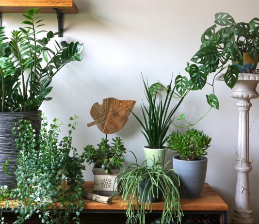 Что нужно заготовить для зимовки комнатных растений?