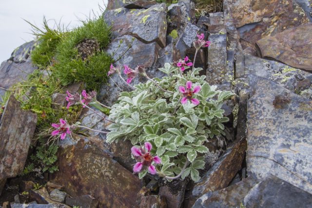 Лапчатка чудесная (Potentilla divina) Лапчатка чудесная (Potentilla divina)